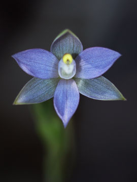 Thelymitra vulgaris