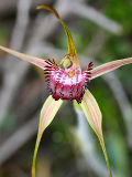 Caladenia applanata