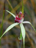 Caladenia arenicola × Caladenia swartsiorum