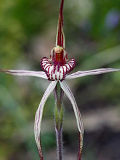 Caladenia cairnsiana × polychroma