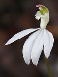 Caladenia catenata