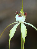 Caladenia citrina