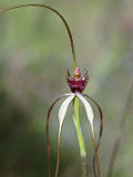 Caladenia excelsa