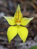 Caladenia flava