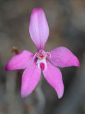 Caladenia reptans