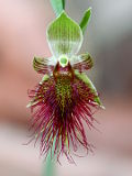 Calochilus paludosus