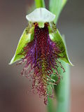 Calochilus robertsonii