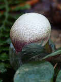 Corybas barbarae