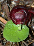 Corybas recurvus