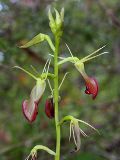 Cryptostylis ovata