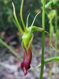 Cryptostylis subulata