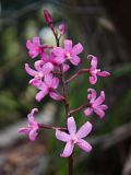 Dipodium roseum