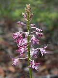 Dipodium variegatum