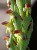 Disa bracteata