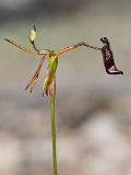 Drakaea gracilis × Drakaea livida