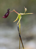 Drakaea thynniphila