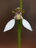 Eriochilus dilatatus