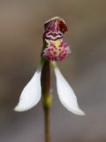 Eriochilus helonomos