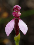 Eriochilus sp.