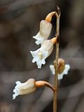 Gastrodia lacista