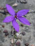 Glossodia minor