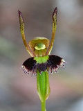 Leporella fimbriata