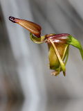 Paracaleana terminalis