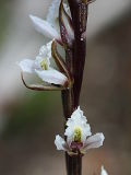Prasophyllum hians