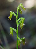 Prasophyllum sp.