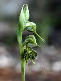 Pterostylis ciliata