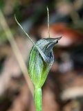 Pterostylis erecta