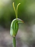Pterostylis erubescens