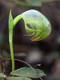 Pterostylis hispidula