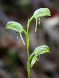 Pterostylis longifolia