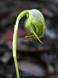 Pterostylis nutans