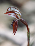 Pterostylis perculta