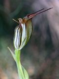 Pterostylis recurva