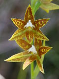 Thelymitra fuscolutea