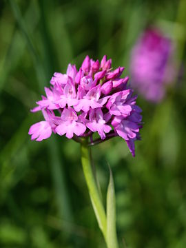 Anacamptis pyramidalis