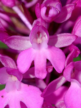 Anacamptis pyramidalis