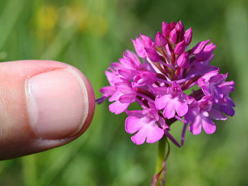 Anacamptis pyramidalis