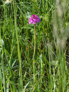 Anacamptis pyramidalis