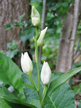 Cephalanthera damasonium