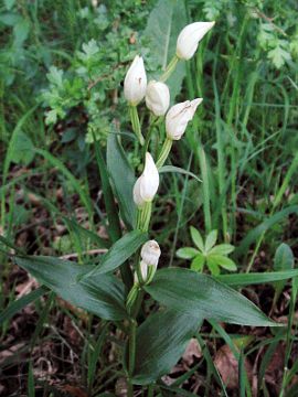 Cephalanthera damasonium