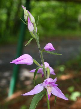 Cephalanthera rubra