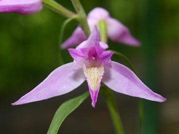 Cephalanthera rubra