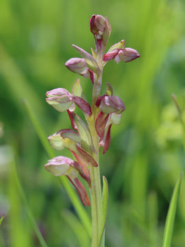 Coeloglossum viride