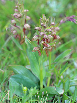 Coeloglossum viride