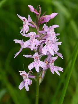 Dactylorhiza maculata