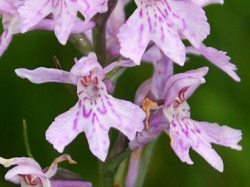 Dactylorhiza maculata